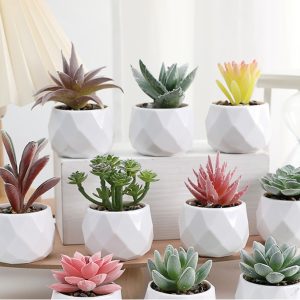 CHB103 cây xanh cây xanh cây xanh